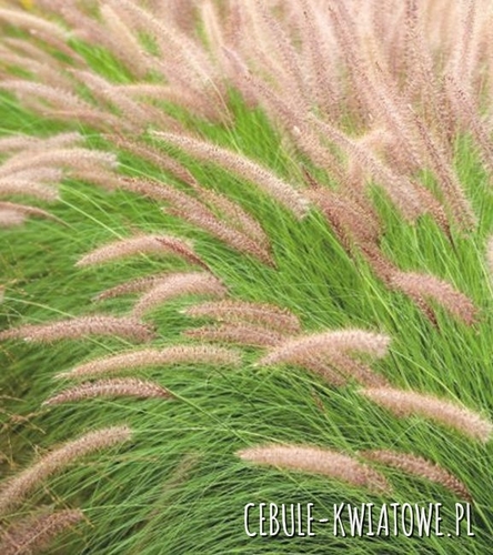 Pennisetum Rosplenica Magic 1 szt.
