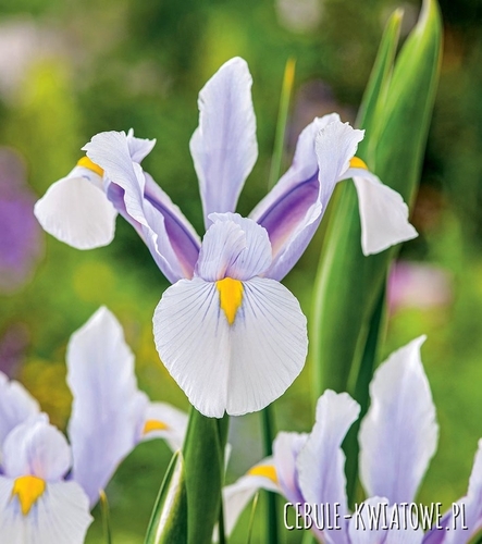 Irys Holenderski Carmen 10 szt.