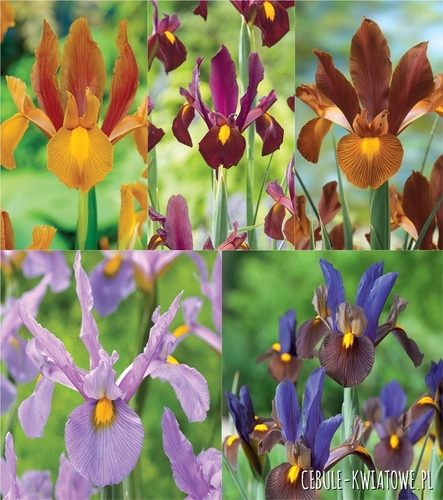 Zestaw Irys Holenderski "2" 7/8