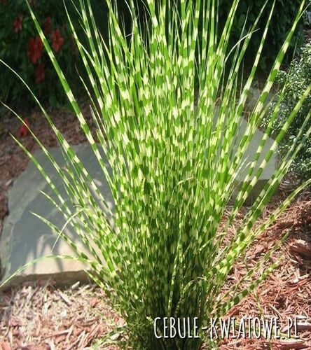 Miscanthus Miskant Zebrinus 1 szt.
