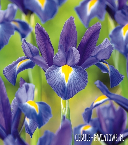 Irys Holenderski Discovery 10 szt.