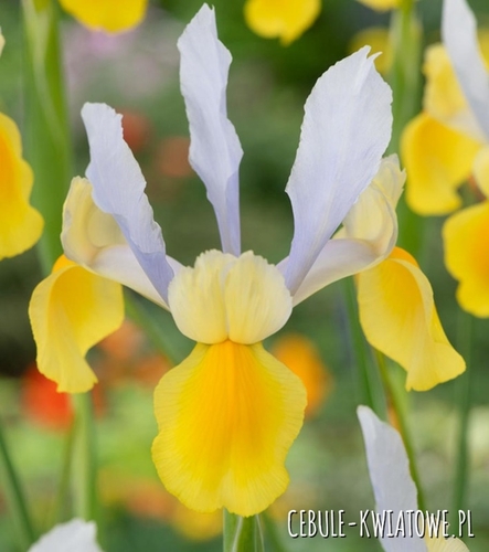 Irys Holenderski Symphony 10 szt.
