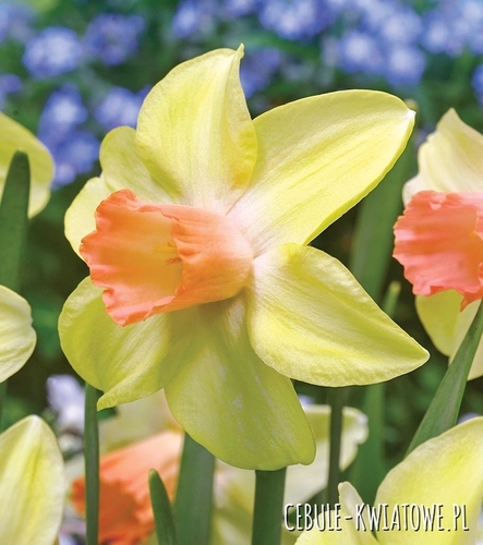 Narcyz Botaniczny Prototype 5 szt.