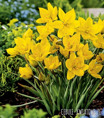 Tulipan Botaniczny Sylvestris 5 szt.