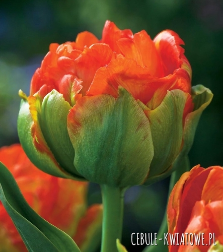 Tulipan Pełny Monte Orange 5 szt.