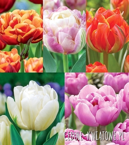 Zestaw Tulipan Pełny "7" 11/12