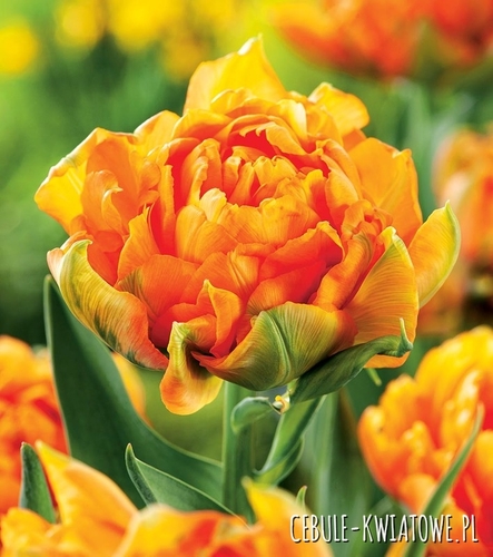 Tulipan Dla Kolekcjonera Orca 5 szt.