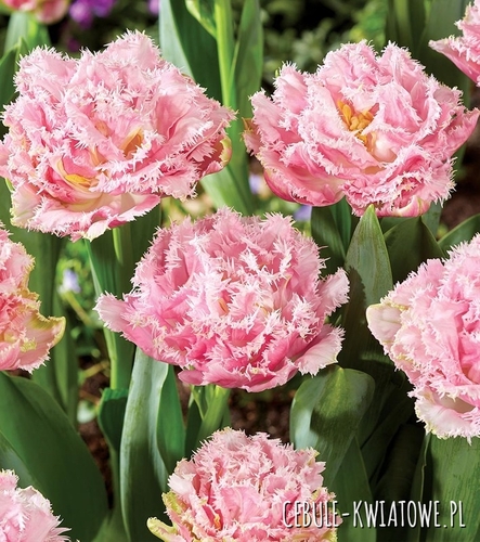 Tulipan Strzępiasty Perth 5 szt.