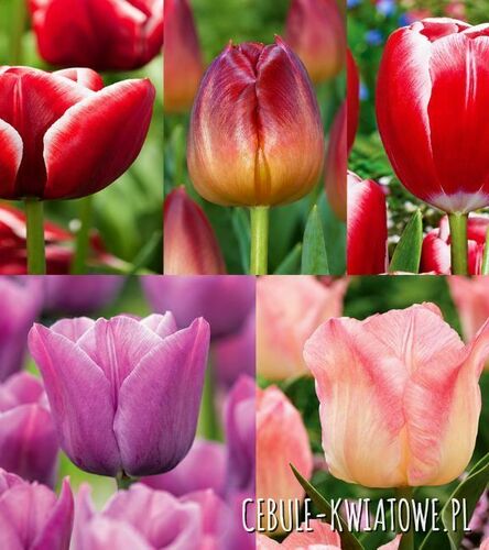 Zestaw Tulipan Triumph "6" 11/12