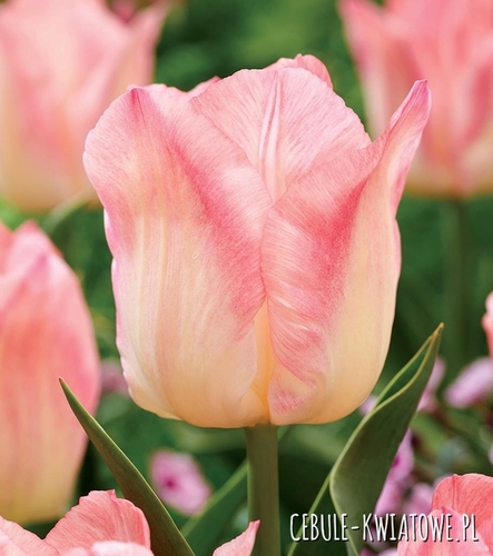 Tulipan Triumph Pink Dream 5 szt.