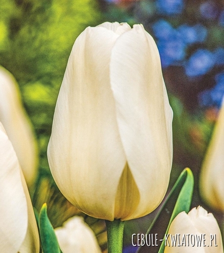 Tulipan Gigantyczny Catherina 5 szt.