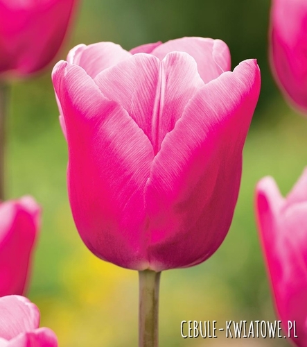 Tulipan Gigantyczny Jumbo Pink 5 szt.