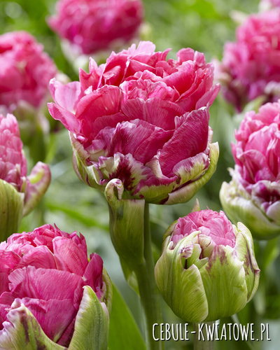 Tulipan Lodowy Pop Up Pink 1 szt.