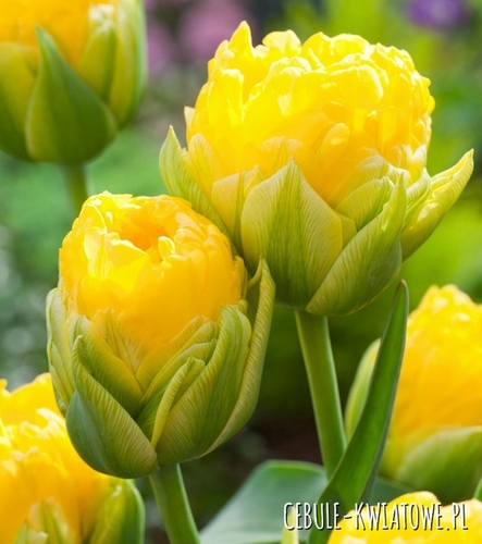 Tulipan Lodowy Pop Up Yellow 1 szt.