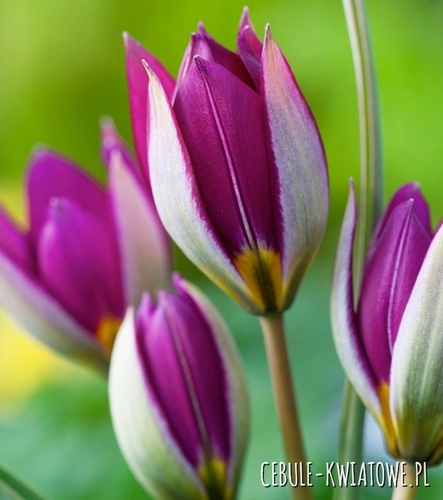 Tulipan Botaniczny Red Beauty 5 szt.