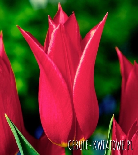 Tulipan Liliokształtny Red Shine 5 szt.