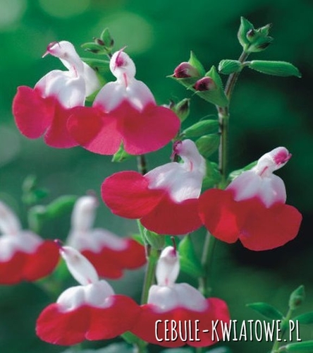 Salvia Hot Lips-Szałwia sadzonka doniczka p9 1 szt.