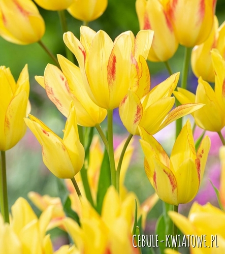 Tulipan Wielkokwiatowy Royal Georgette 5 szt.