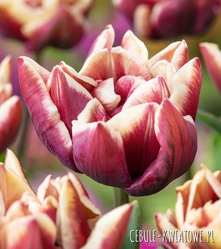 Tulipan Pełny Wyndham 5 szt.