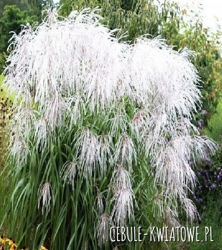 Miskant Chiński Memory 1 szt.