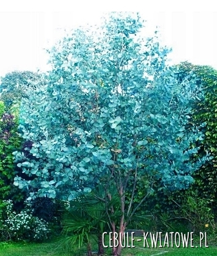 Eukaliptus Niebieski 1 szt.
