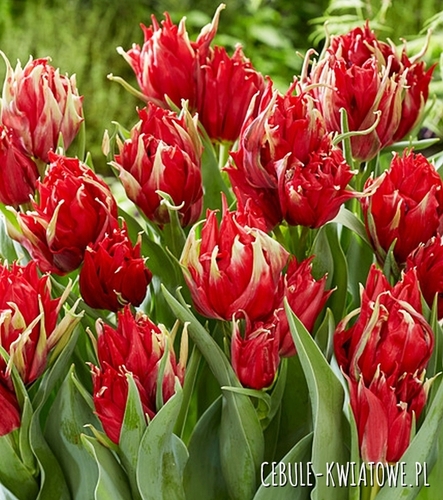 Tulipan Pełny Red Spider 5 szt.