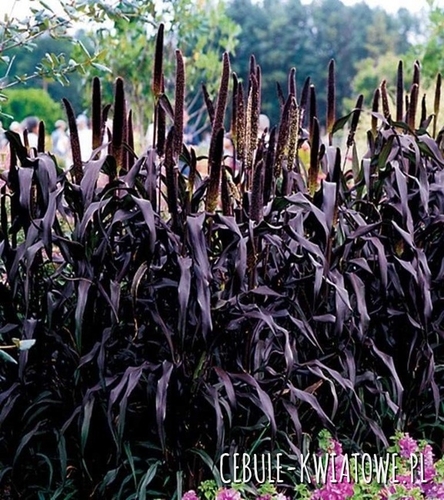 Rozplenica Perłowa Purple Majesty 1 szt.