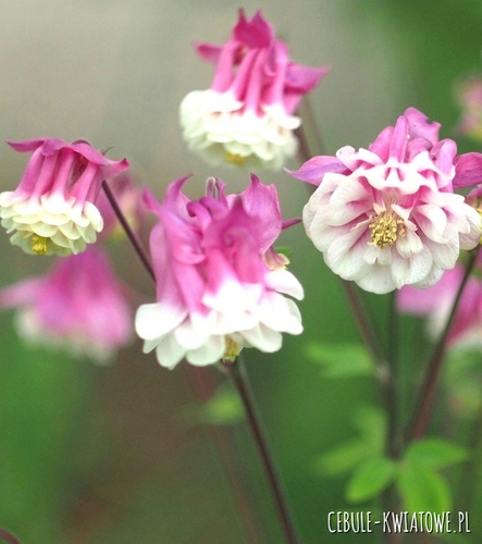Aquilegia - Orlik Pink Petticoat 1 szt.