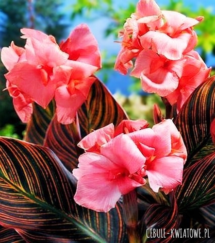 Kanna Różowa ciemny liść 1 szt.