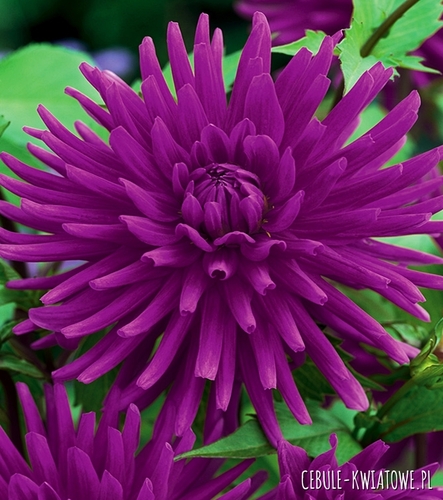 Dalia Kaktusowa Fioletowa 1 szt.