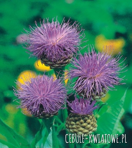 Centaurea Dealbata Chaber Białawy 1 szt.