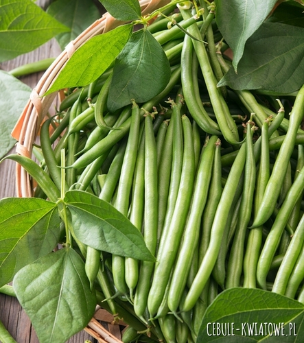 Fasola szp. karł. zielonostr. Ferrari