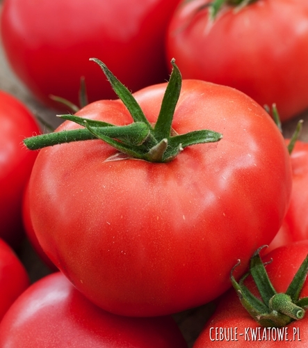 Pomidor malinowy Ber