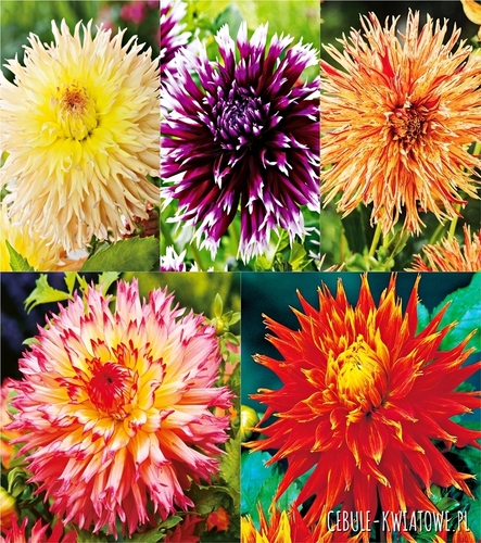 Zestaw Dalia Strzępiasta 2