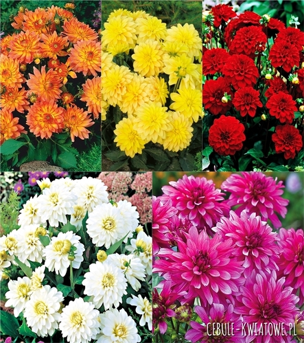 Zestaw Dalia Dekoracyjna Niska Gallery