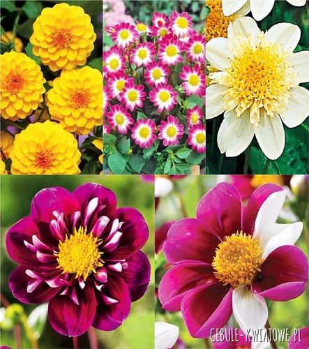 Zestaw Dalia Różne Odmiany
