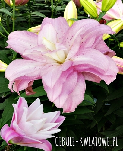 Lilia Orientalna Lotus Spring 1 szt.