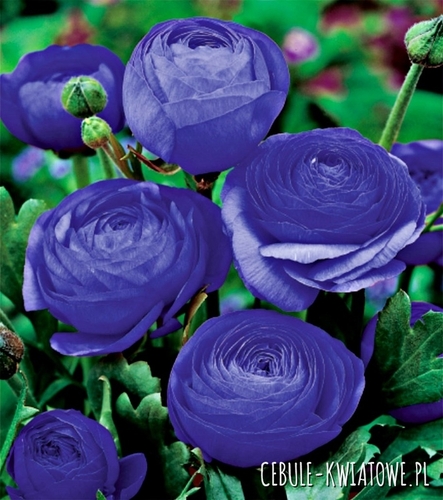 Ranunculus Blue  Jaskier Niebieski 5 szt.
