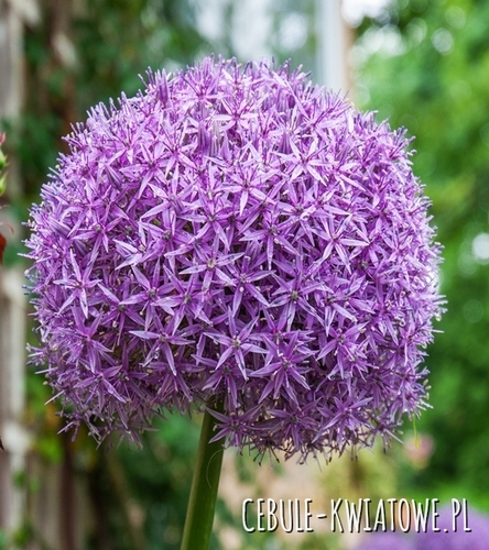 Allium - Czosnek Universe 1 szt.