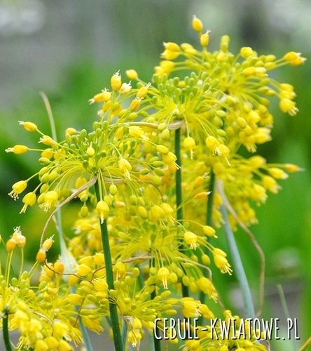 Allium - Czosnek Chloranthum 3 szt.