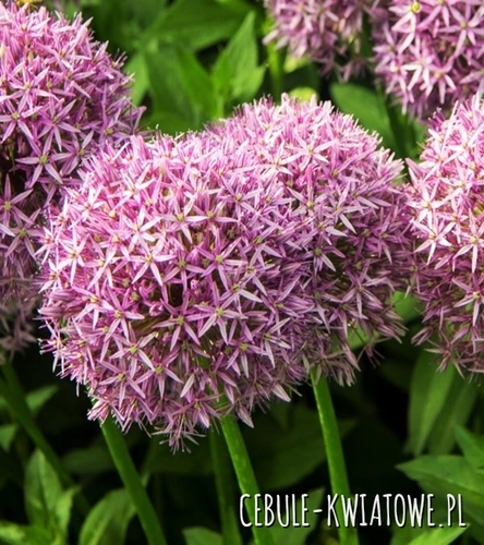 Allium - Czosnek Atlas 1 szt.