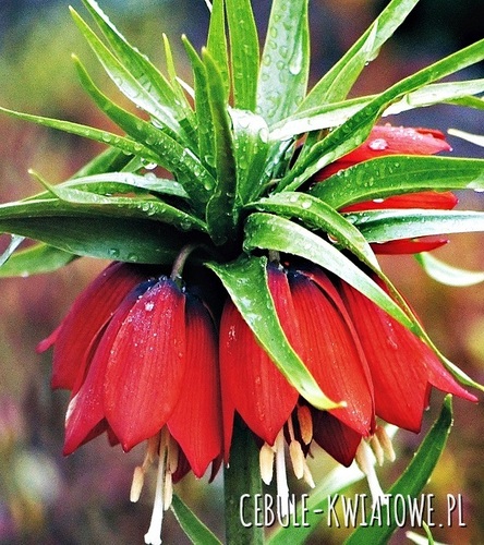 Fritillaria - Szachownica Cesarska Czerwona XXL 1 szt.
