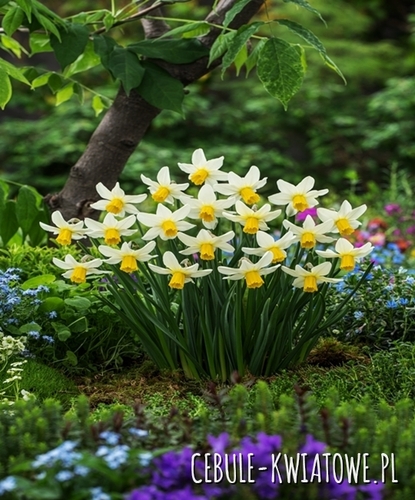 Narcyz Niski Jack Snipe 5 szt.