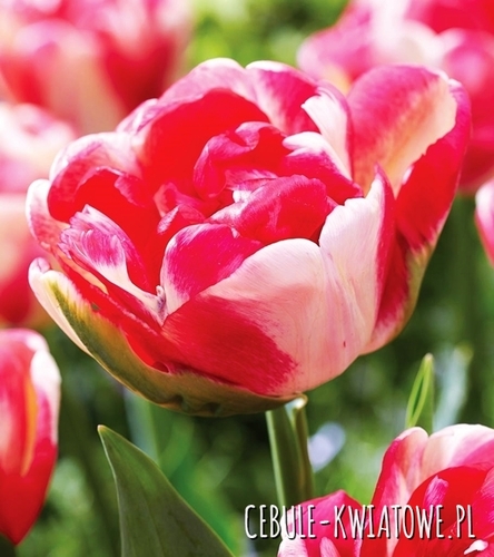 Tulipan Doniczkowy Pełny Double Blizz 5 szt.