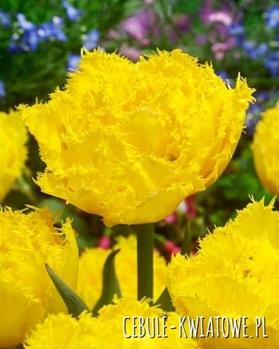 Tulipan Strzępiasty Pełny Lemon Shoot 5 szt.