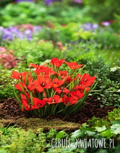 Tulipan Botaniczny Linifolia 5 szt.
