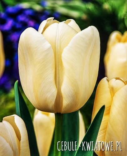 Tulipan Triumph Creme Flag 5 szt.