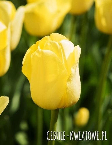 Tulipan Triumph World Friendship 5 szt.