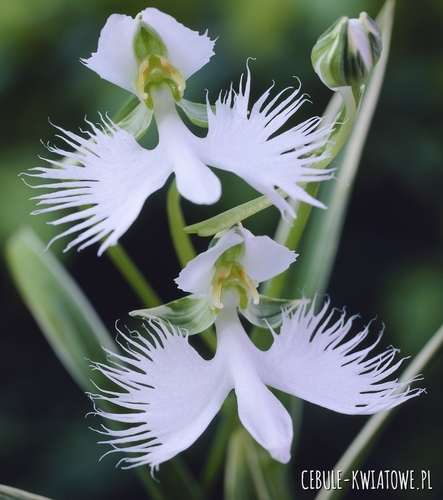 Habenaria Radiata Storczyk Gruntowy 1 szt.