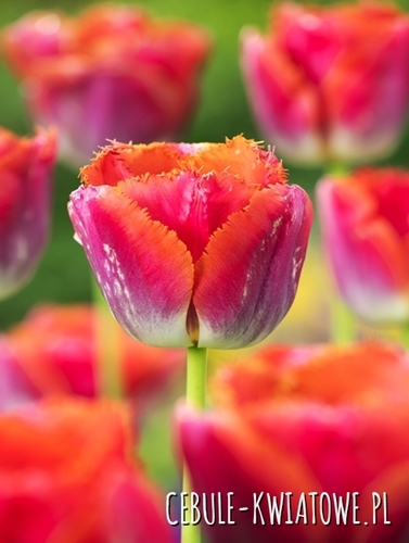Tulipan Strzępiaty Sunset Miami 5 szt.